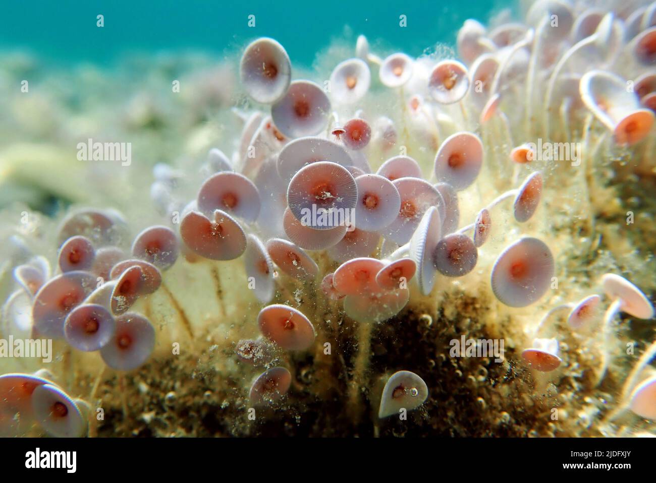 Acetabularia Mediterranea - das Mittelmeer Algen Stockfoto