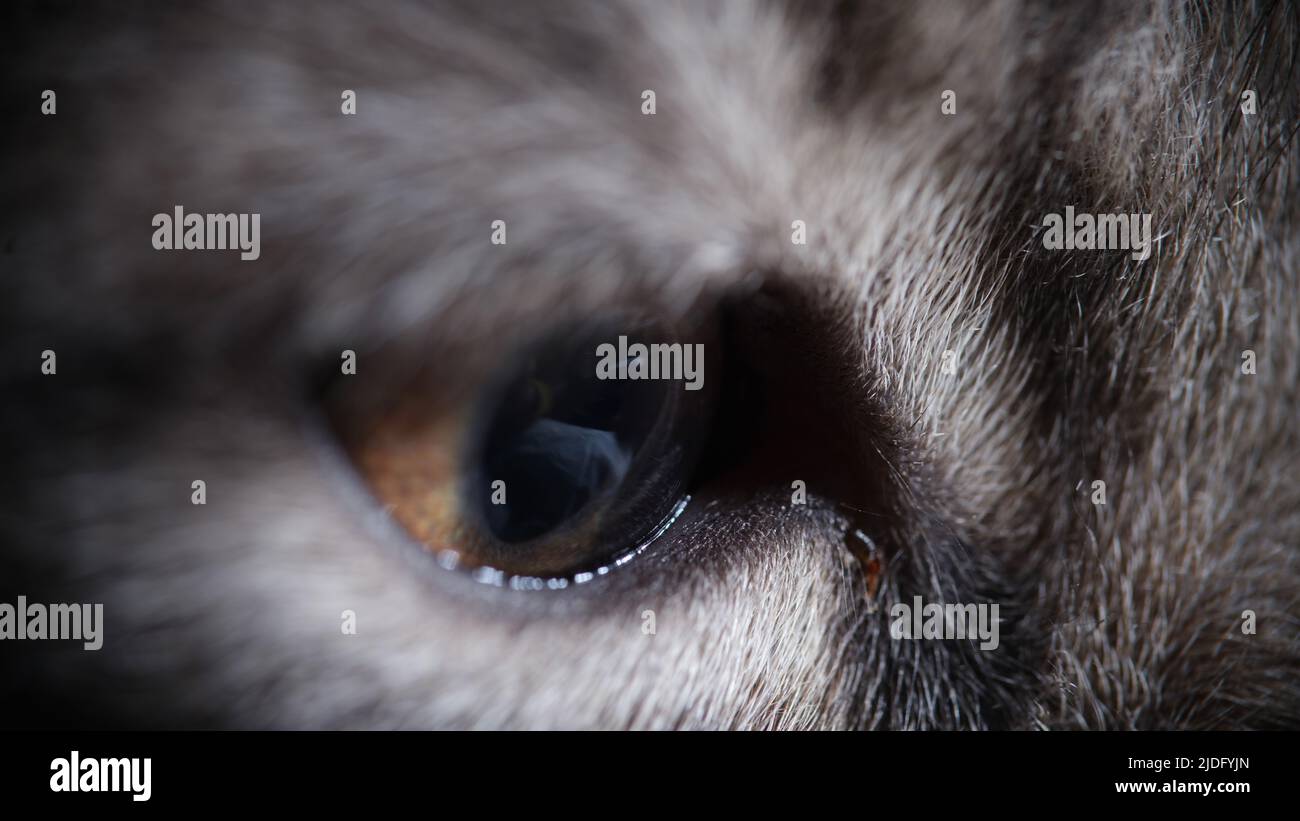 Schöne gestreifte graue Katzenschnauze mit grünen Augen. Stockfoto