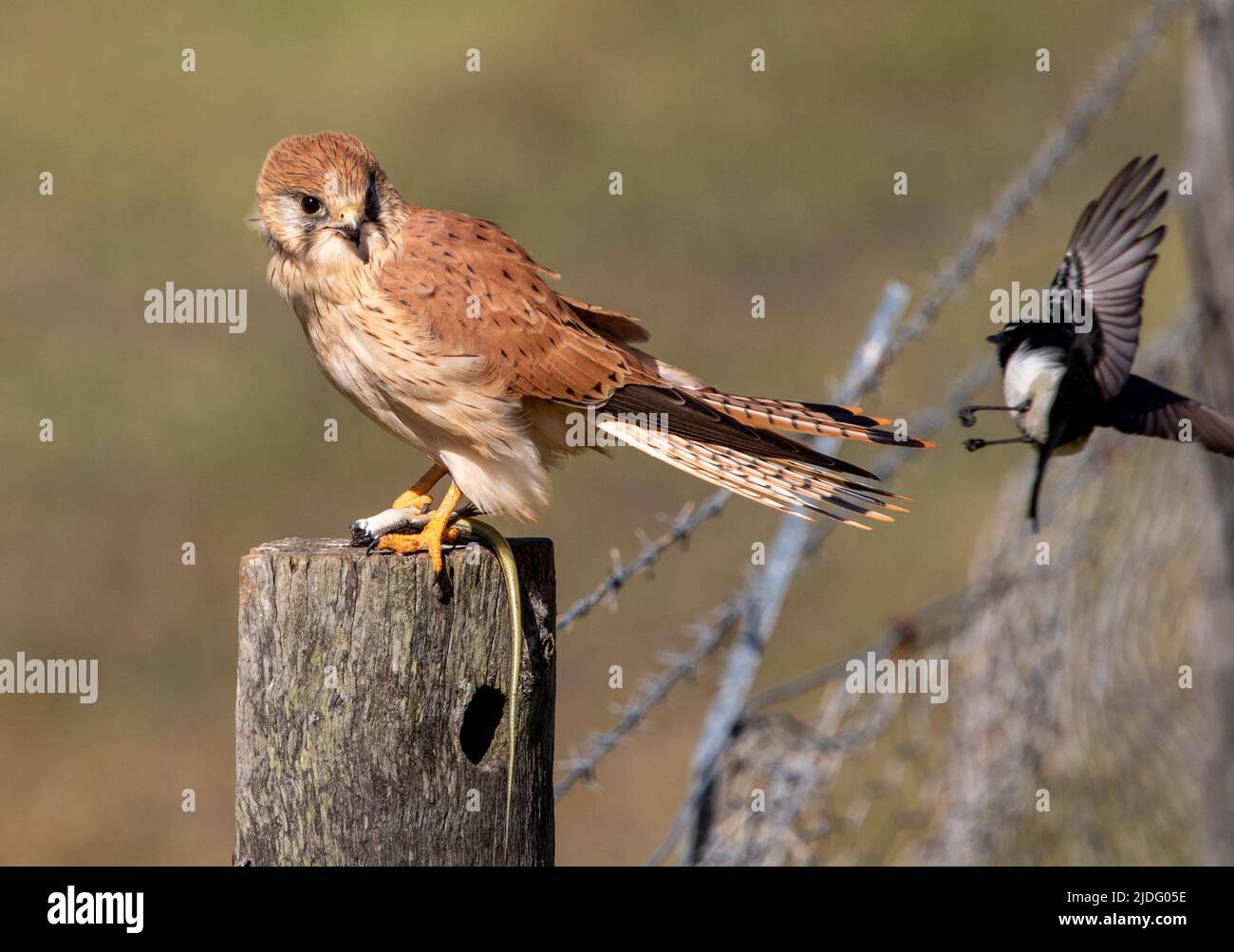 Australischer Turmfalken unter Beschuss Stockfoto