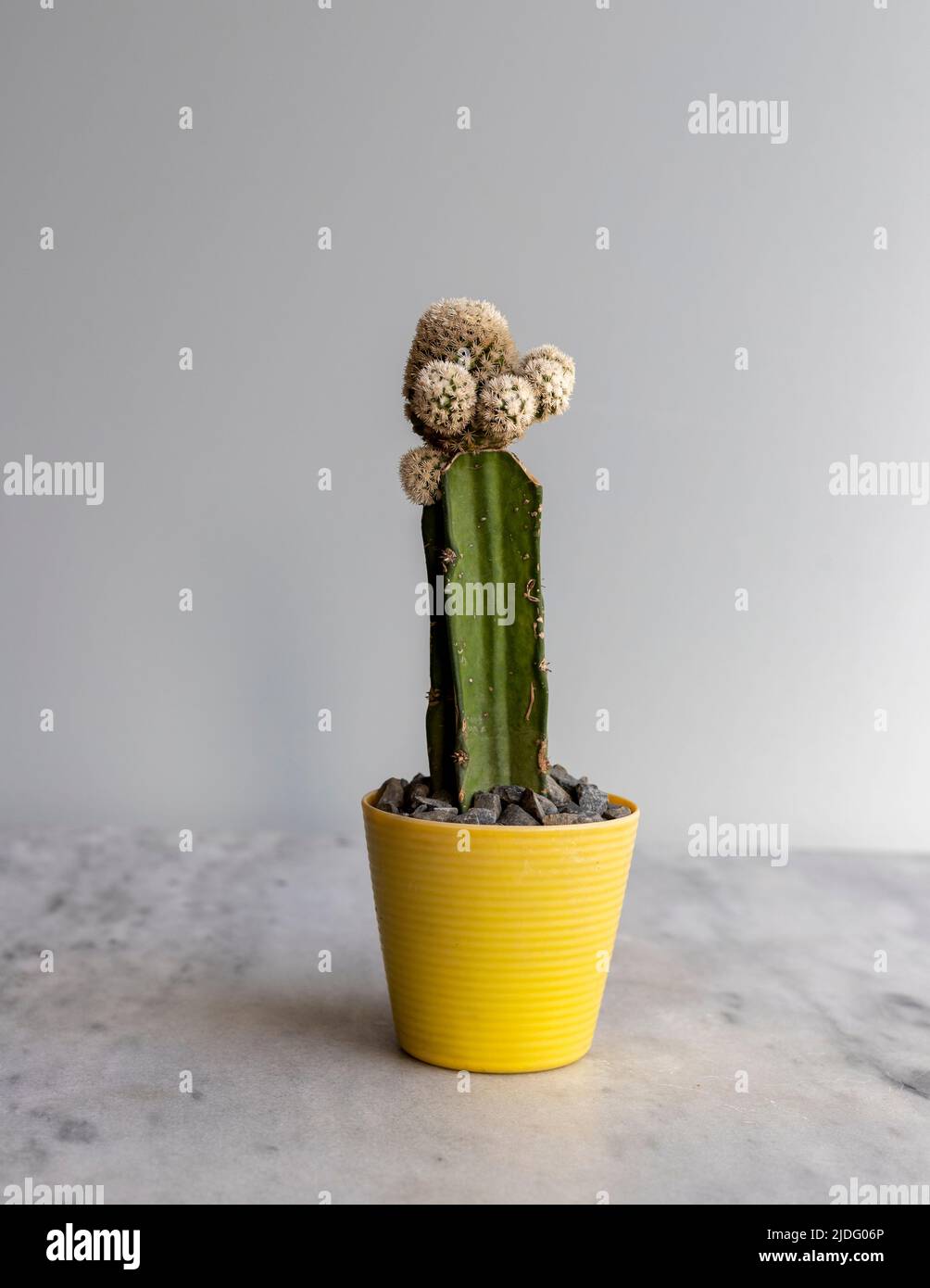 Gepfropft Kaktus Gymno Nahaufnahme Stockfotografie - Alamy