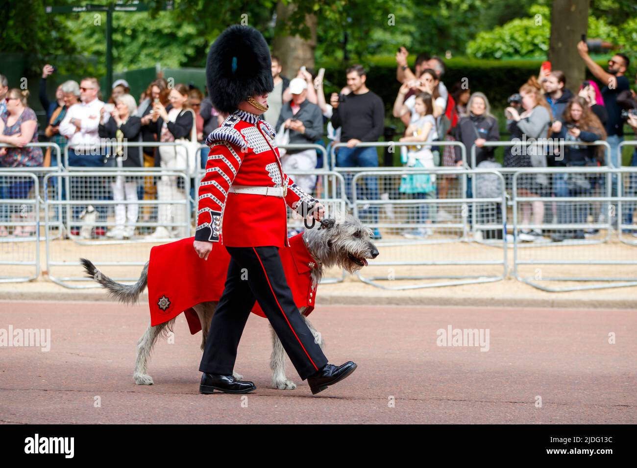 Seamus, irischer Wolfhound bei Trooping the Color Probesals, The Mall, London England, Vereinigtes KönigreichSamstag, 21. Mai, 2022. Stockfoto