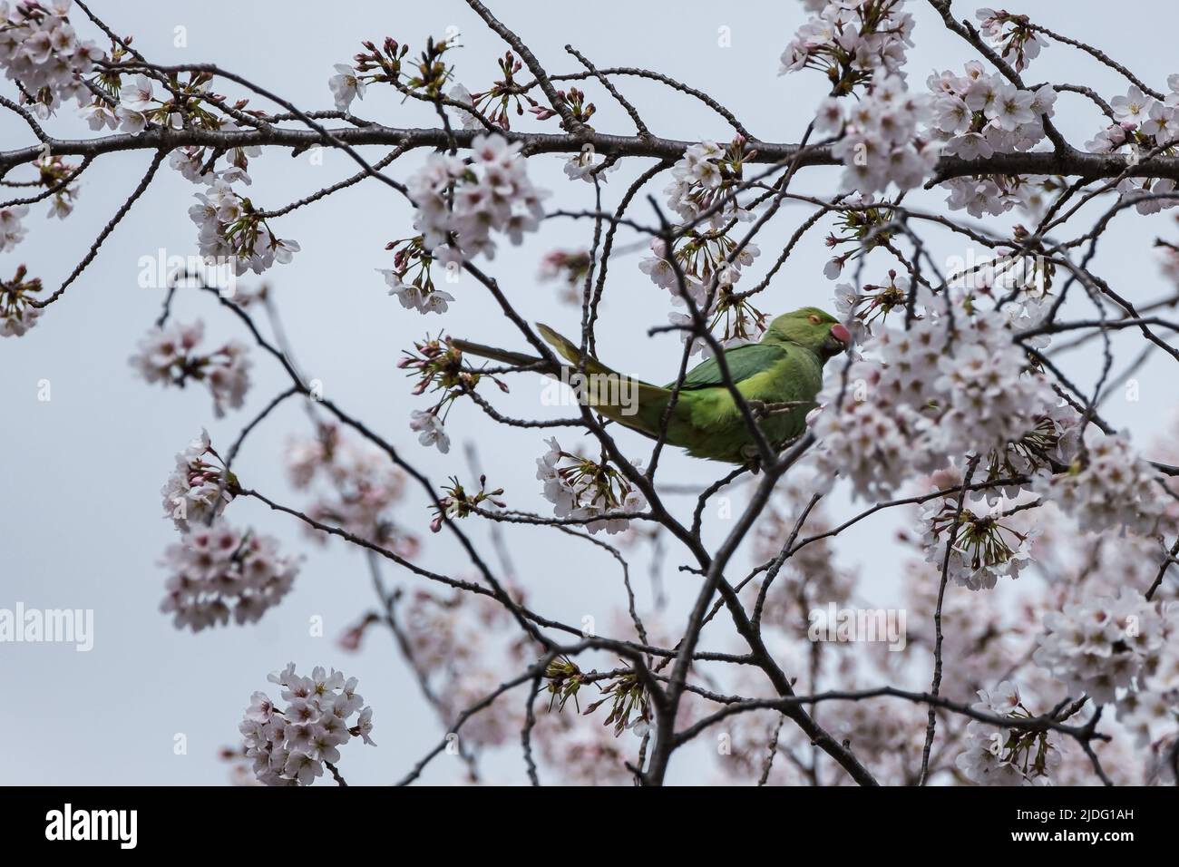 Hübscher Vogel an einem glücklichen Ort Stockfoto