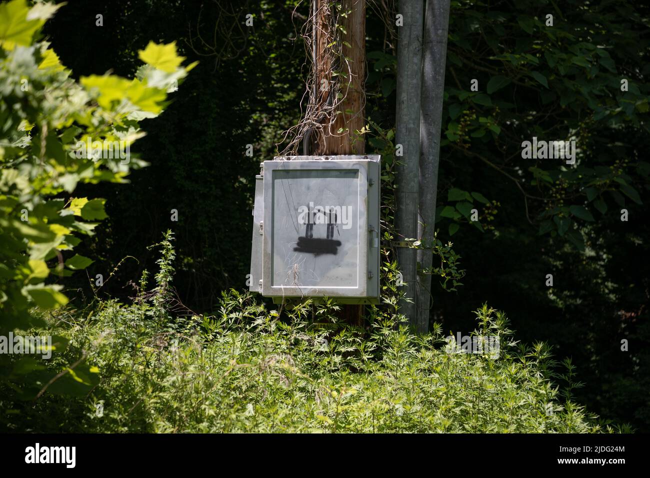 Lustige Graffiti-Tag auf Power Box im üppigen Sommerwald Stockfoto