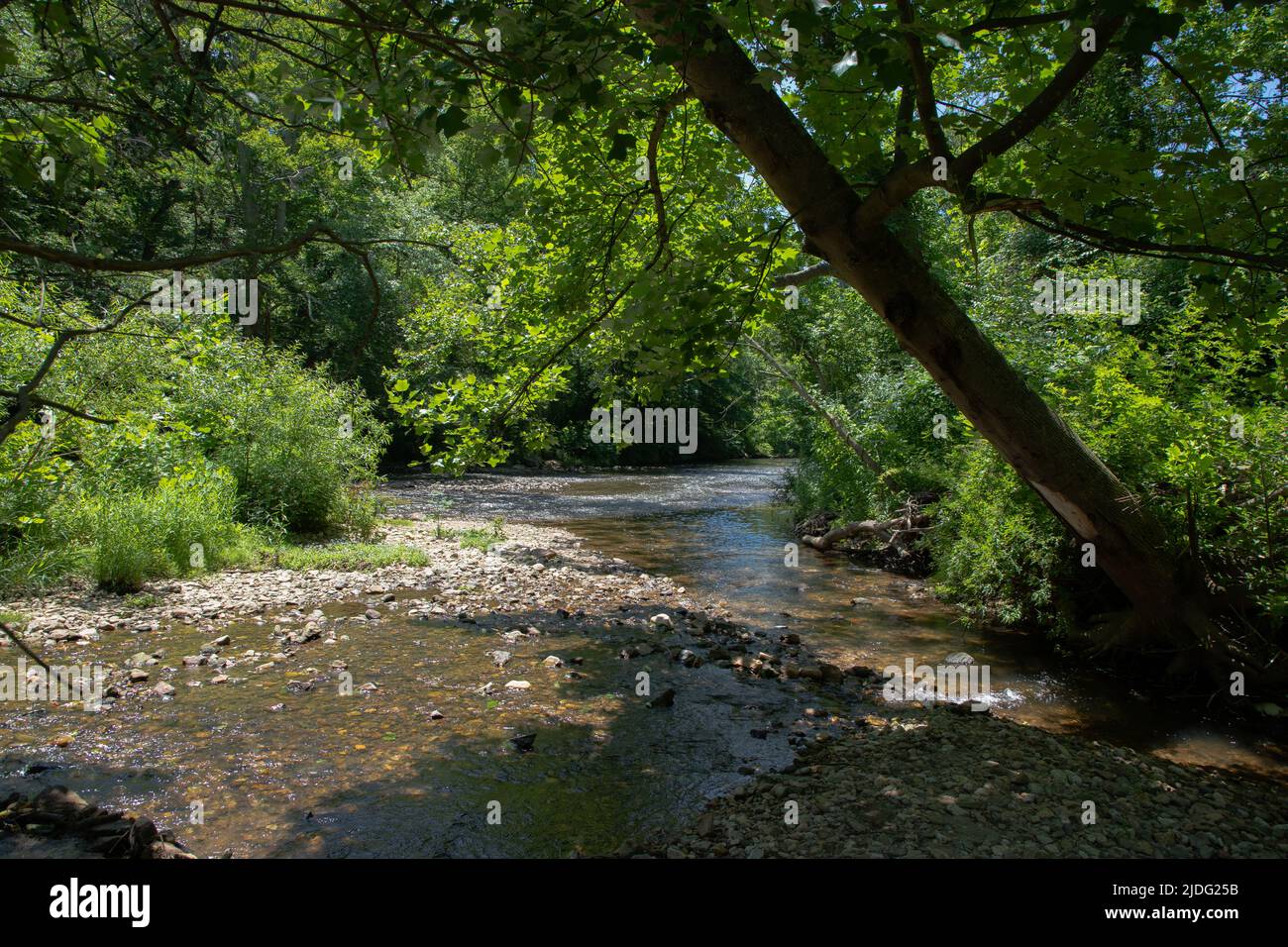 Wunderschöner Fluss, Der Durch Den Üppigen Delaware Forest Fließt Stockfoto
