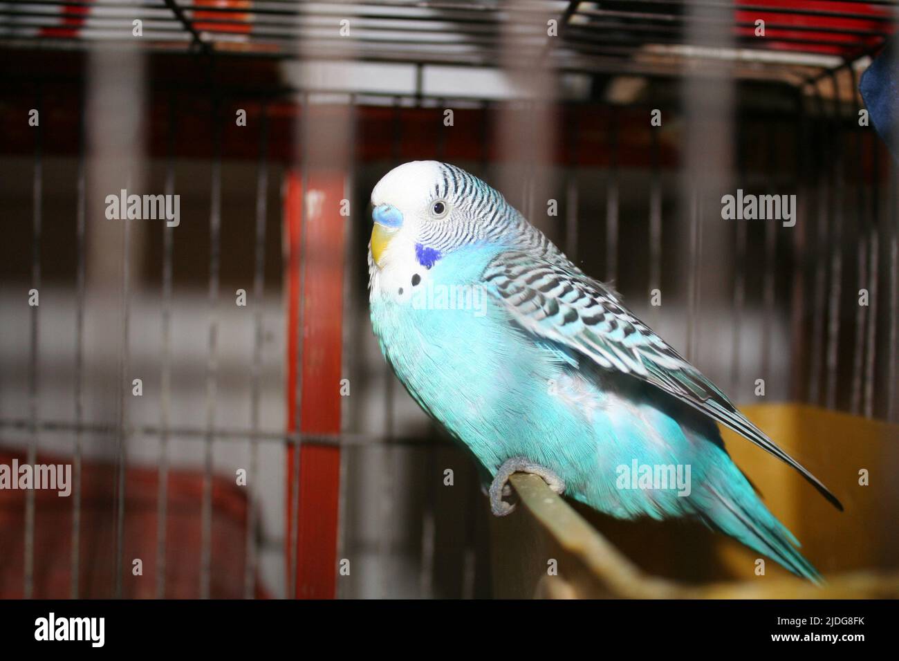 Lovebird Stockfoto