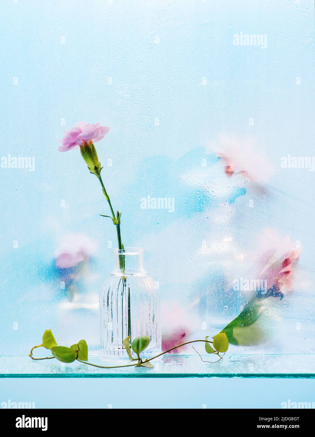 Rosa Blumen in transparenten Vasen hinter mattem Glas, Aquarell-Effekt, verschwommenes Stillleben Stockfoto