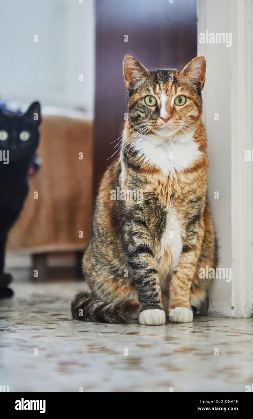 Tricolor Hauskatze mit grünen Augen sitzt auf dem Boden, schwarze Katze guckt von hinten heraus Stockfoto