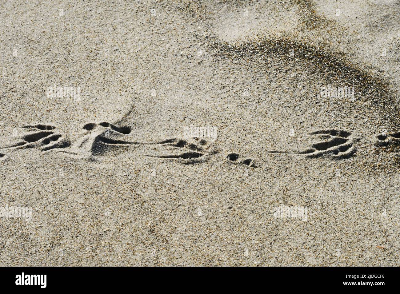 Vogel Foot Print auf Sand Stockfoto