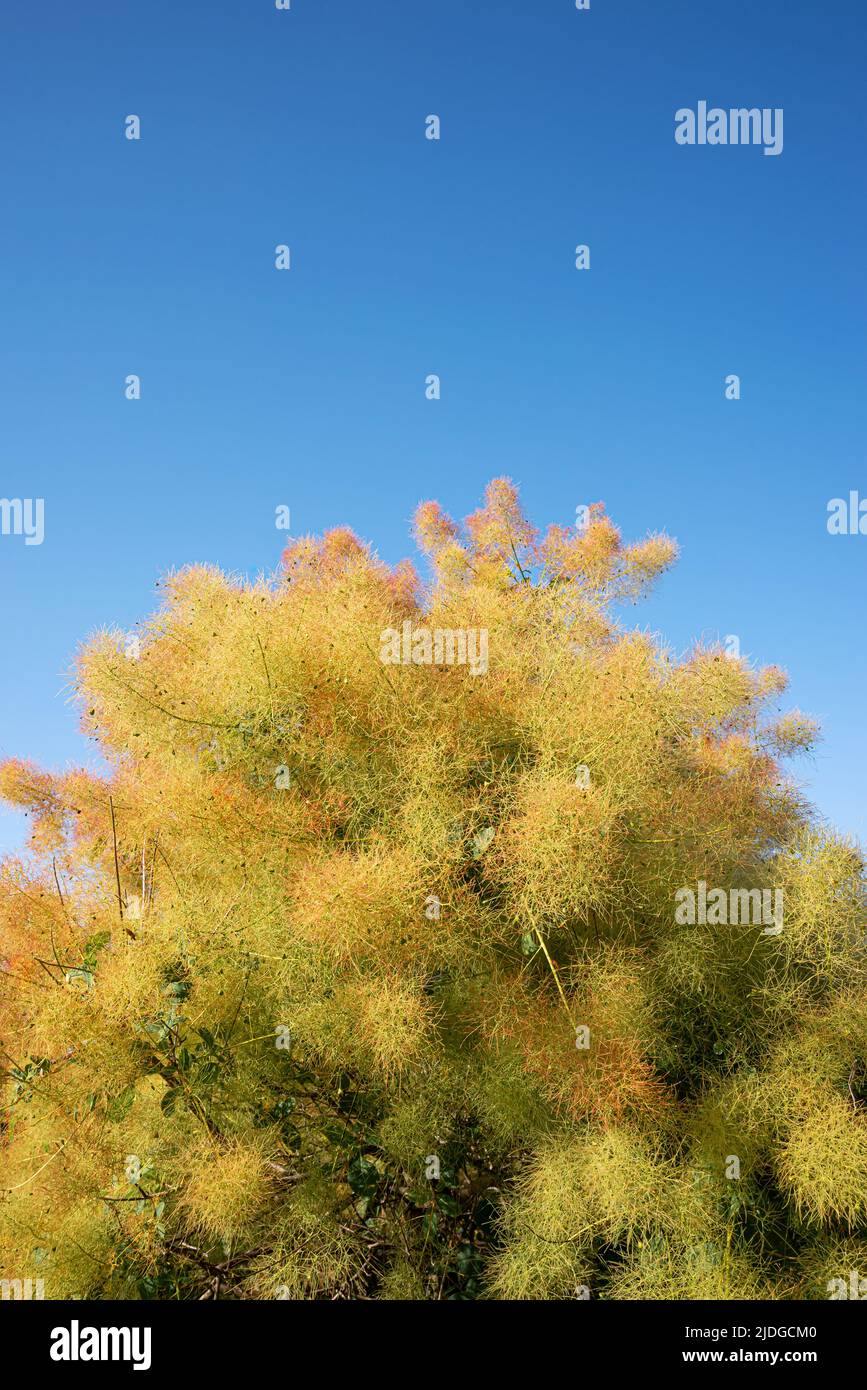 Cotinus coggygria auch bekannt als europäischer Rauchbaum, eurasischer Rauchbaum, Rauchbaum, Rauchbusch, venezianischer Sumach, Oder Färbersumach Stockfoto