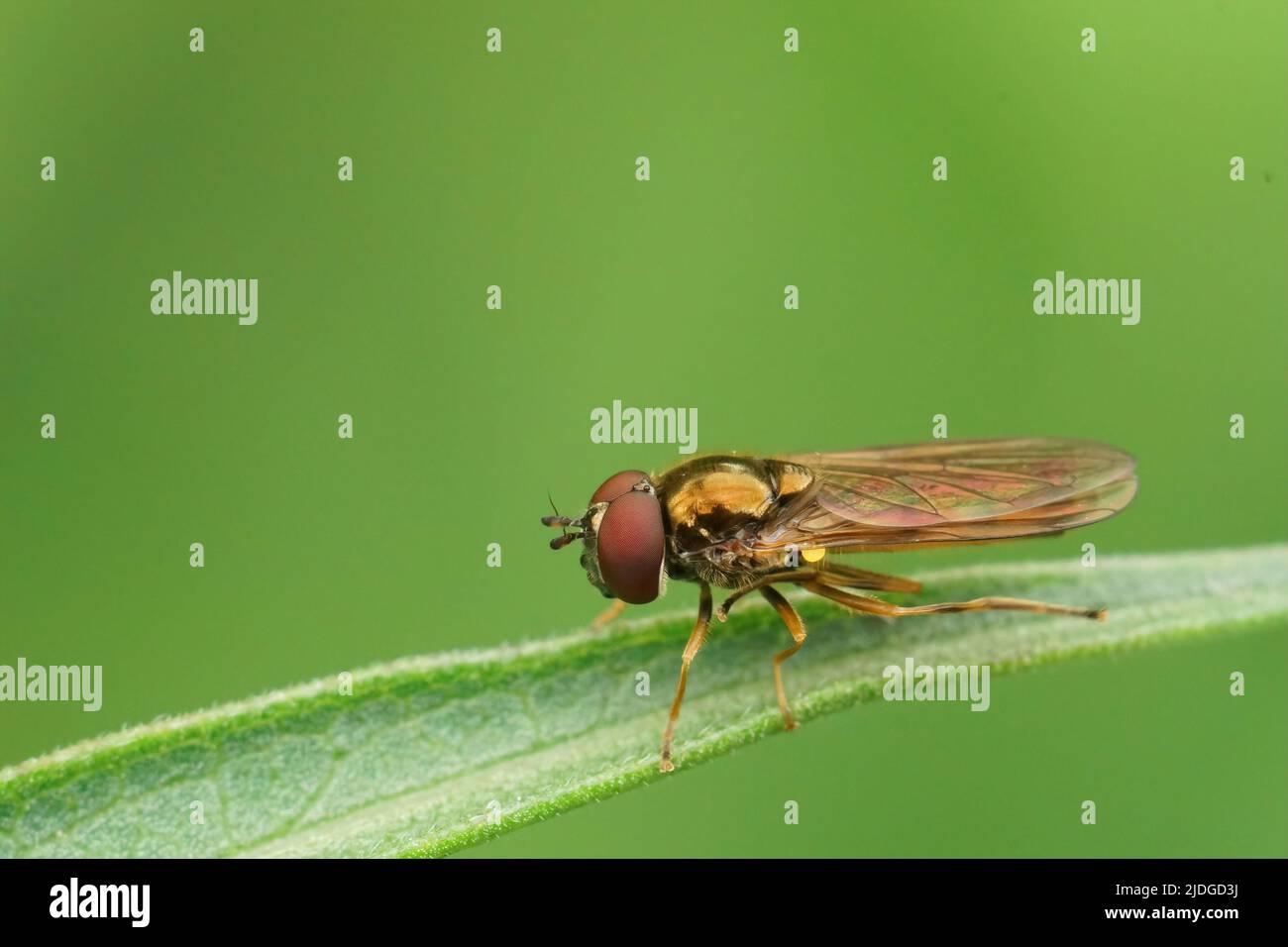 Nahaufnahme einer kurzen Melanostoma mellinum-Schwebfliege, die auf einem Strohhalm Gras im Garten sitzt Stockfoto