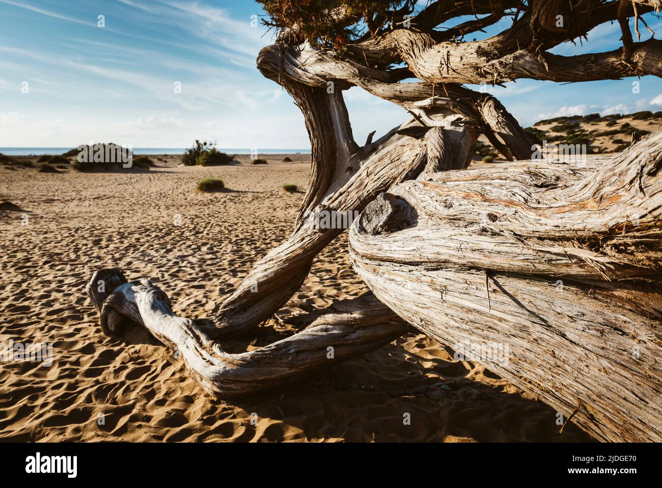 Wacholderbaum mit krummen, gebogenen Ästen im Sand der Dünen am Strand von Piscinas, Costa Verde in der warmen Abendsonne, Sardinien, Italien Stockfoto