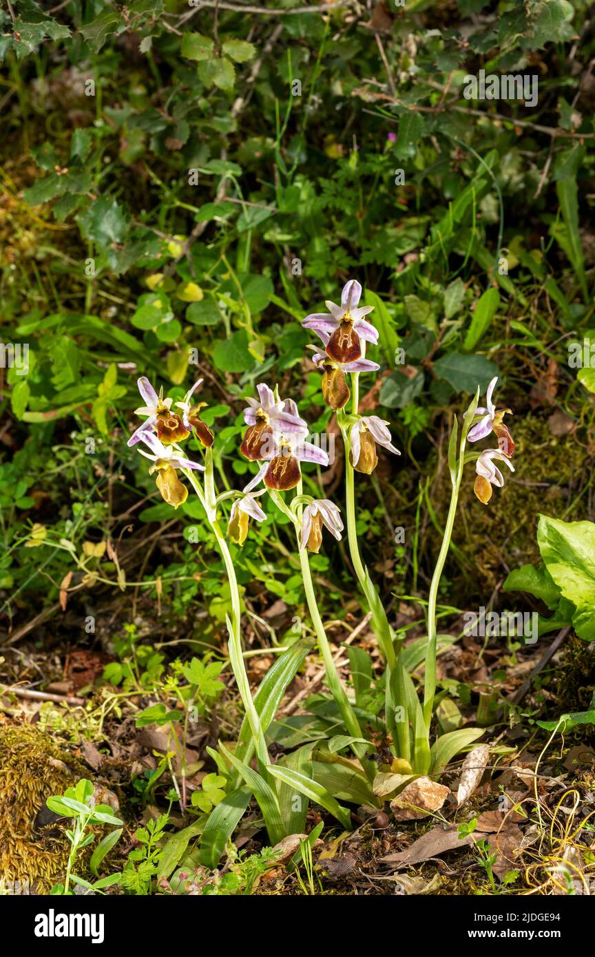 Vom Aussterben bedrohte lykische Orchidee, Ophrys lycia, Kas Antalya Türkei Stockfoto