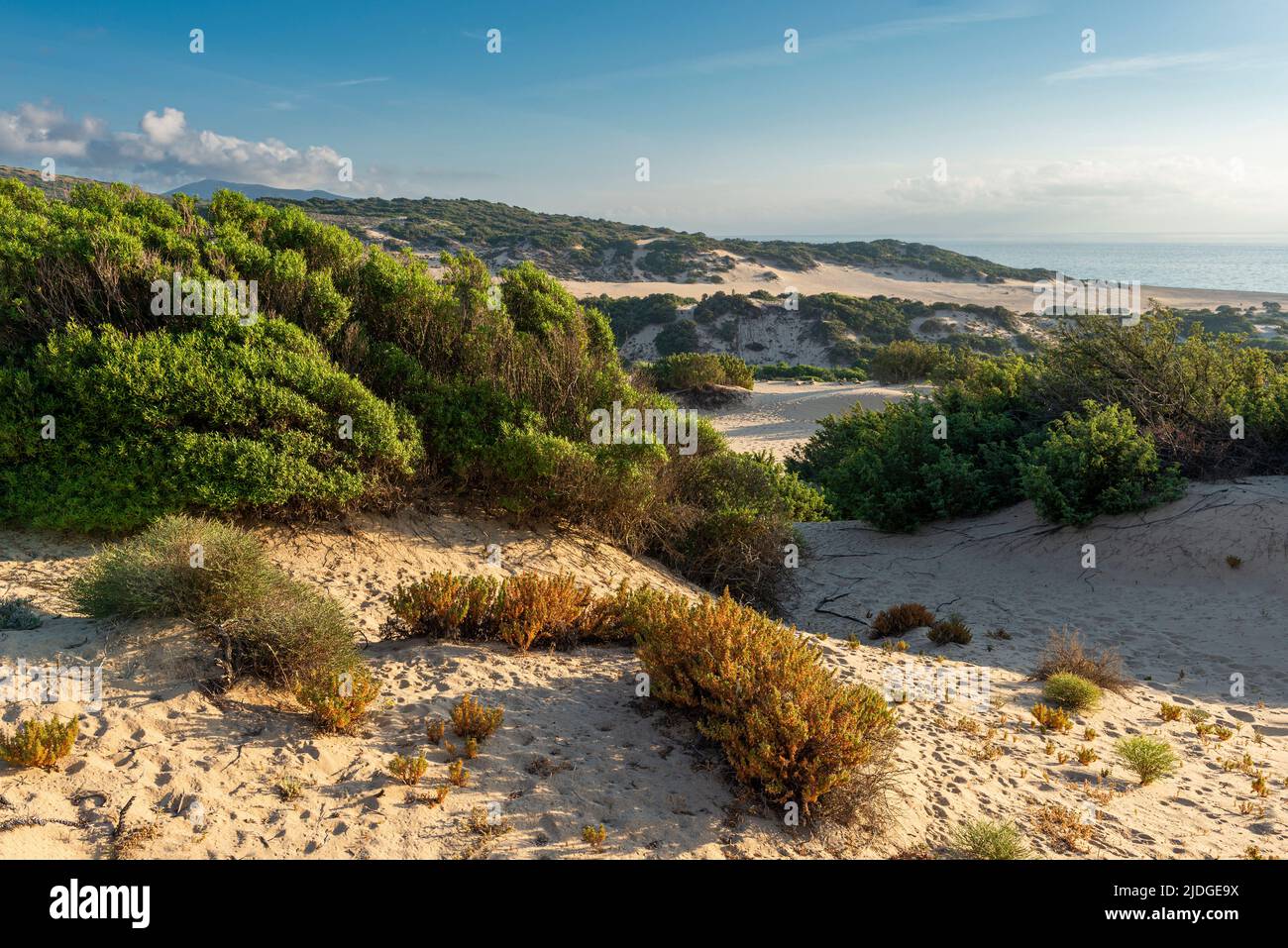 Blick über das Sanddünen-Naturschutzgebiet am Strand von Piscinas an der Mittelmeerküste, Costa Verde in der warmen Abendsonne, Sardinien, Italien Stockfoto