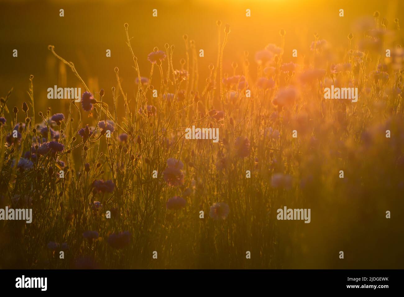 Regierungsfeindliche Demonstranten küssen sich während eines Protestes gegen die Regierung des venezolanischen Präsidenten Nicolas Maduro in Caracas auf diesem Foto vom 22. März 2014. Ich war über eine Caracas-Kundgebung gegen Nicolas Maduros Regierung. Studenten richteten eine Blockade ein und mehrere waren verhaftet worden. Sie organisierten ihren Gegenangriff gegen die Polizei, als dieses Mädchen, ironischerweise die Tochter eines Regierungsangestellten, plötzlich mit einem Stein in der Hand erschien. Ich zeigte meine Kamera auf sie, als sie zu ihrem Freund ging und küsste ihn intensiv mitten in der Katastrophe. Die Herausforderung und die Stockfoto