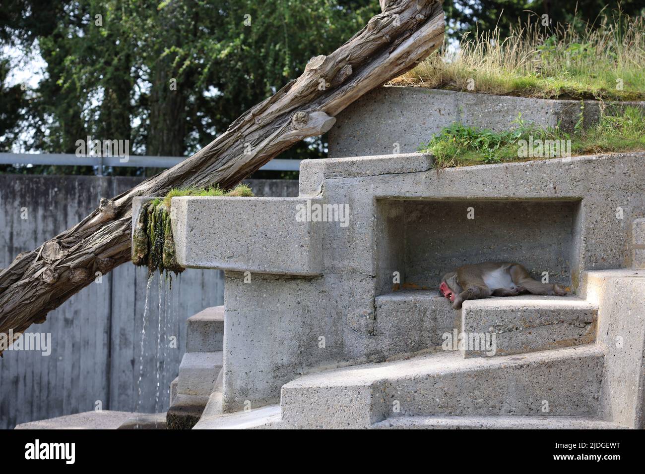 Affe während des Schlafens Stockfoto