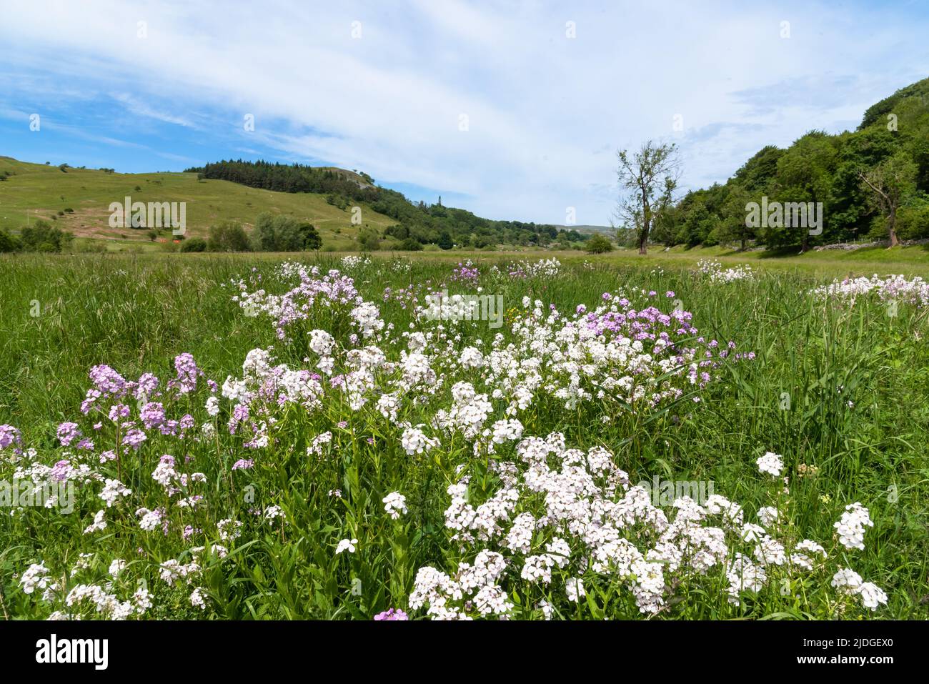 Hesperis matronalis, dame Veilchen, in Wharfedale Stockfoto