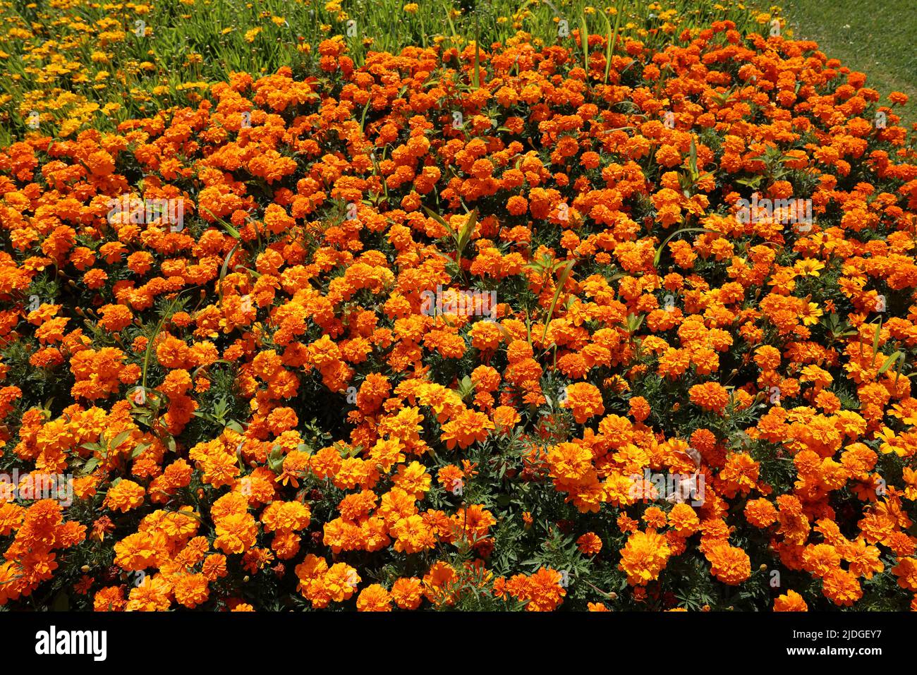 gelb orange Blumen Stockfoto
