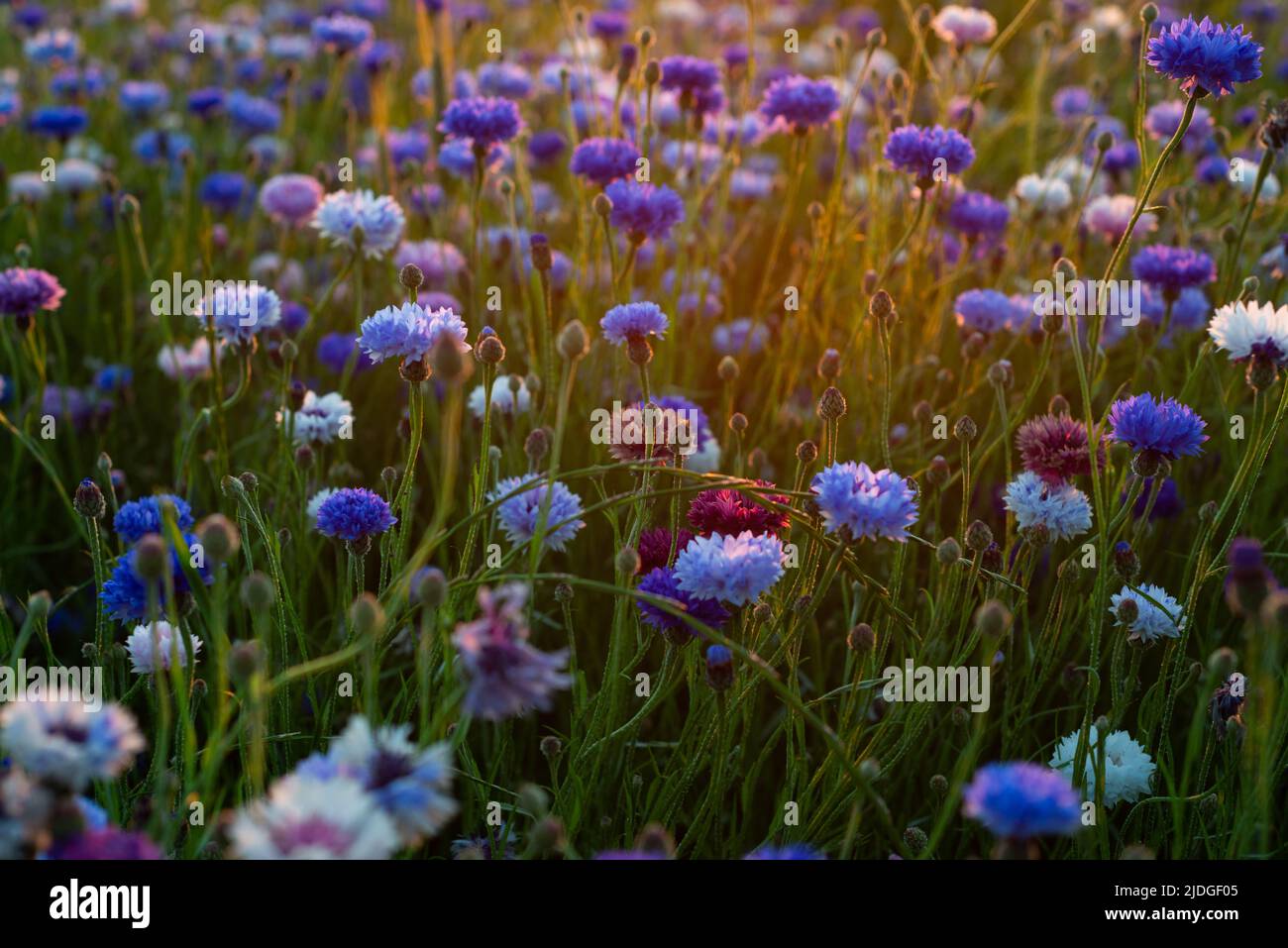 Eine Israelin (C) und eine Palästinenserin zeigen sich bei einem Protest palästinensischer Frauen gegen jüdische Besucher in dem von Muslimen als Edles Heiligtum und Juden als Tempelberg bekannten Gelände in Jerusalems Altstadt in diesem Foto vom 14. Oktober 2014. Die palästinensischen Frauen sangen und sangen in arabischer Sprache, während die schwer bewaffnete israelische Grenzpolizei sie zuschaute und gelegentlich zurückschob, um jüdischen Gläubigen den Weg zur Westmauer zu ermöglichen. Die palästinensischen Frauen schrien und belästigten jüdische Passanten, während orthodoxe Juden in Wohnungen über der Straße Th leben Stockfoto