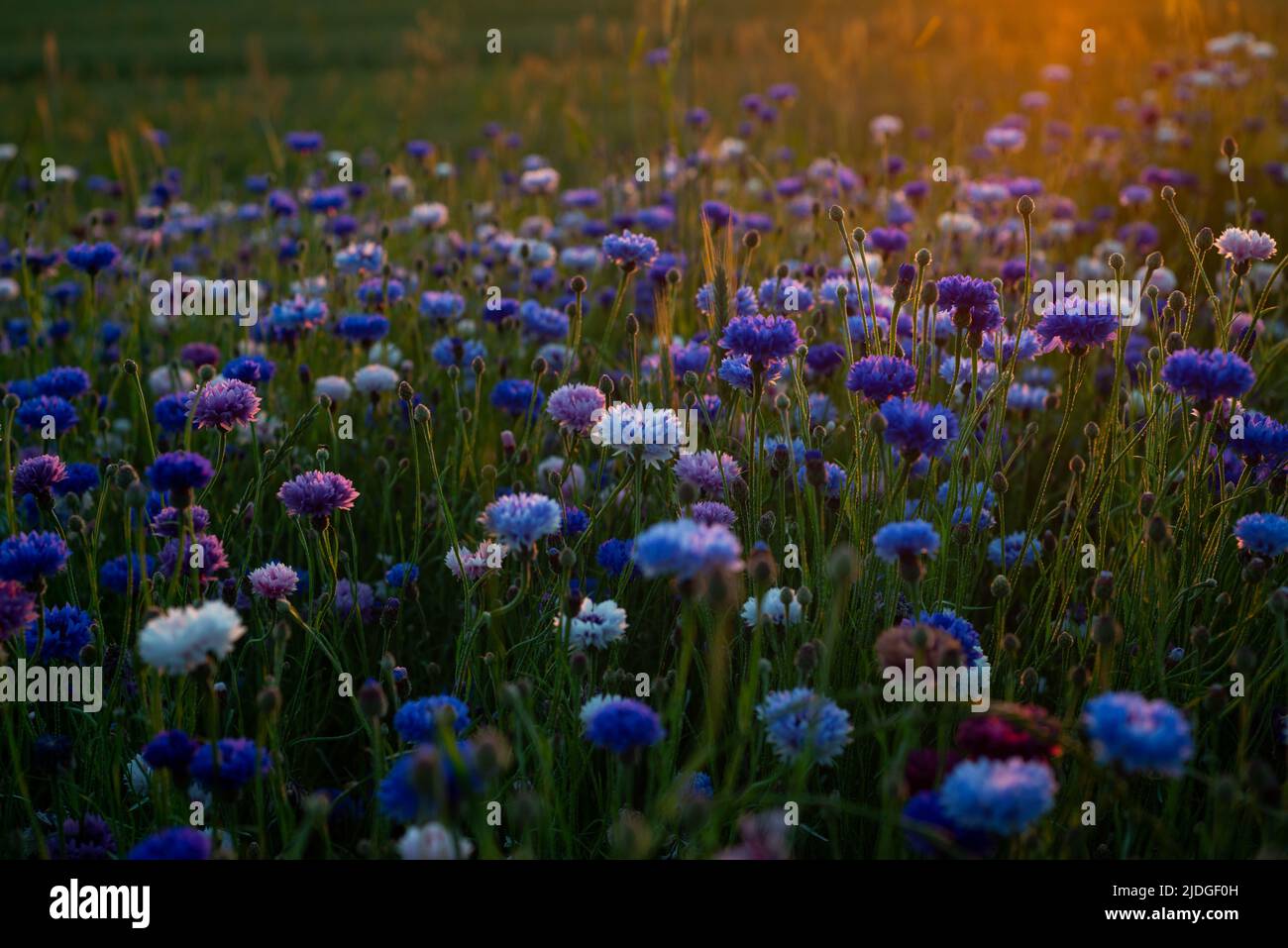 Der Sohn (L) eines der Mitglieder der Familie von Tayseer Al-Batsch, von dem Krankenhausbeamte sagten, dass er bei einem israelischen Luftangriff getötet wurde, trauert während ihres Begräbnisses in Gaza-Stadt auf diesem Foto vom 13. Juli 2014. Bei dem Angriff auf das Familienhaus von Al-Batsch, dem Polizeichef von Gaza, wurden 18 Menschen getötet. Während ich dieses Bild schoss, konnten laute Explosionen von Luftangriffen gehört werden und Schlachten von der Bodenoffensive wurden fortgeführt. Augenblicke bevor sie diese Pix nahmen, brachten die Trauernden die Leichen der Familienangehörigen hervor und ihre Verwandten begannen zu weinen und zu schreien. Plötzlich fiel dieser Junge auf den Boden und b Stockfoto