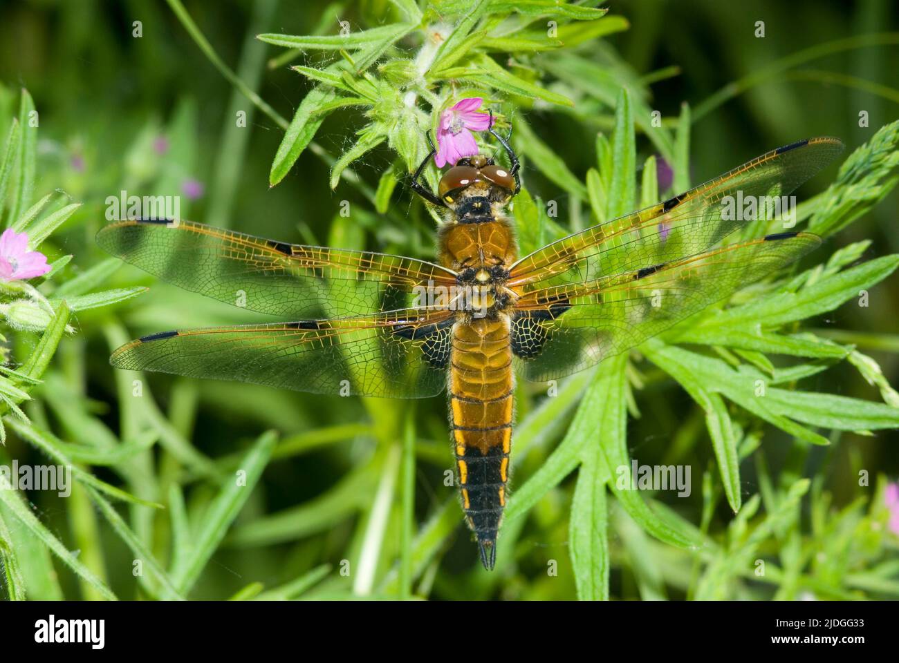 Vier-spotted Chaser Libelle Stockfoto