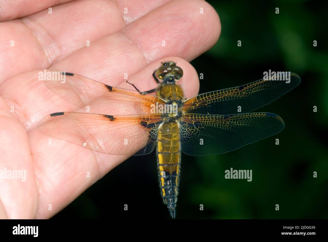 Vier-spotted Chaser Libelle Stockfoto