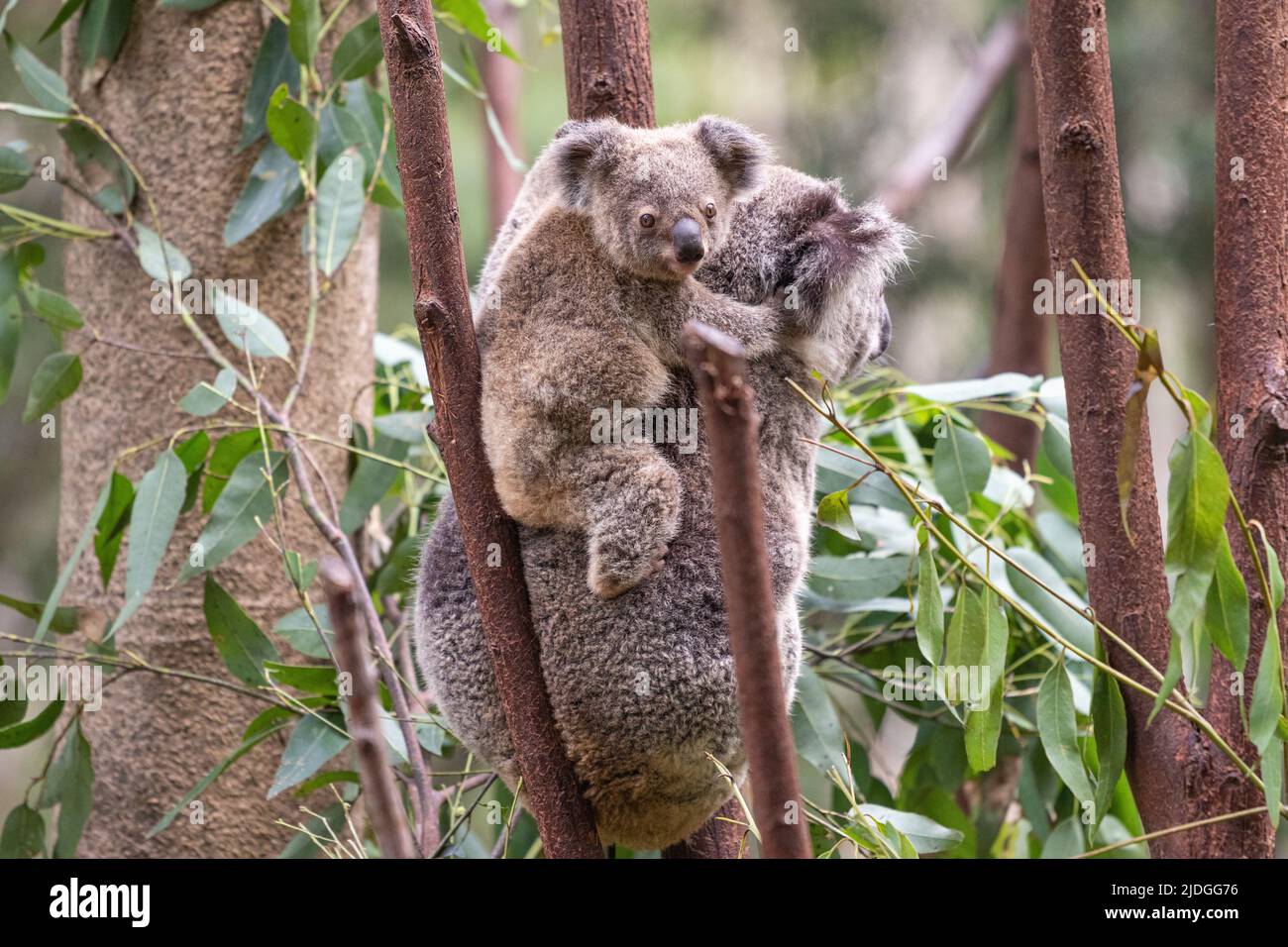 Junge Koala blickt auf die Kamera, während sie auf dem Rücken ihrer Mütter im Currumbin Wildlife Sanctuary, Queensland, Australien, steht Stockfoto