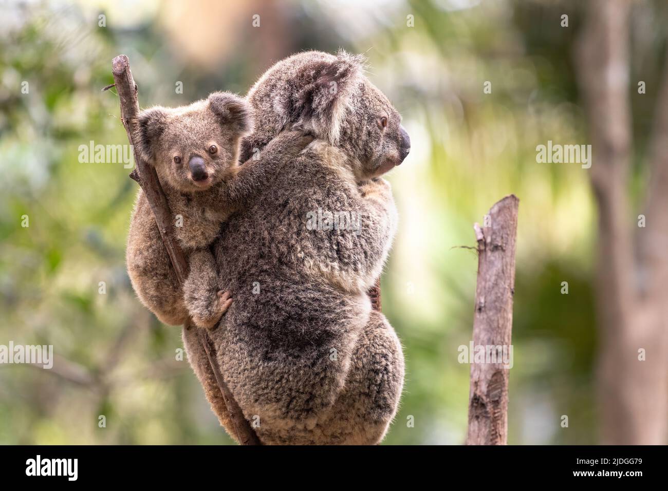 Junge Koala blickt auf die Kamera, während sie auf dem Rücken ihrer Mütter im Currumbin Wildlife Sanctuary, Queensland, Australien, steht Stockfoto