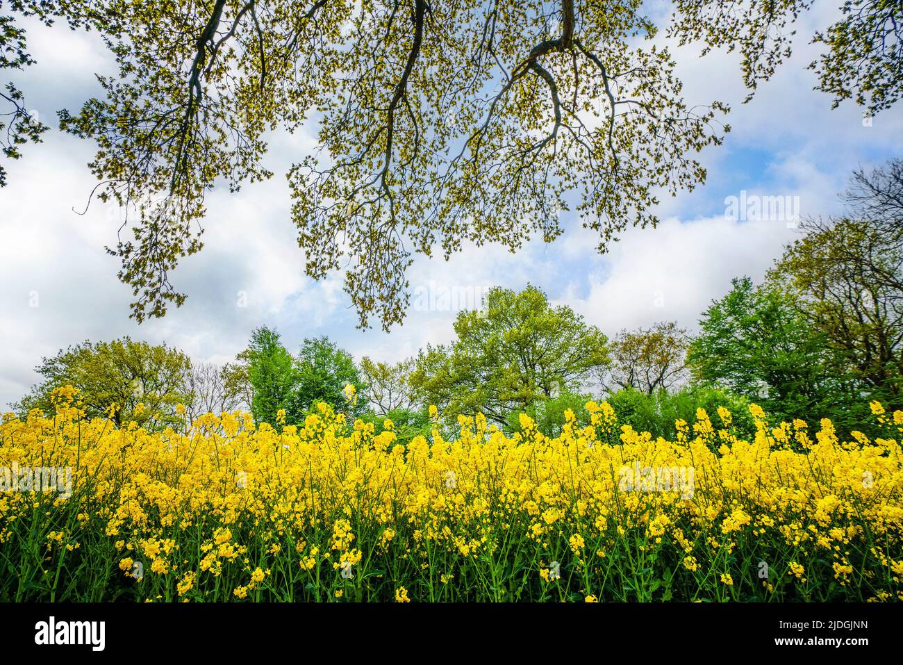 Gelbe Rapsblumen unter einem Baum im Sommer in einer ländlichen Landschaft Stockfoto