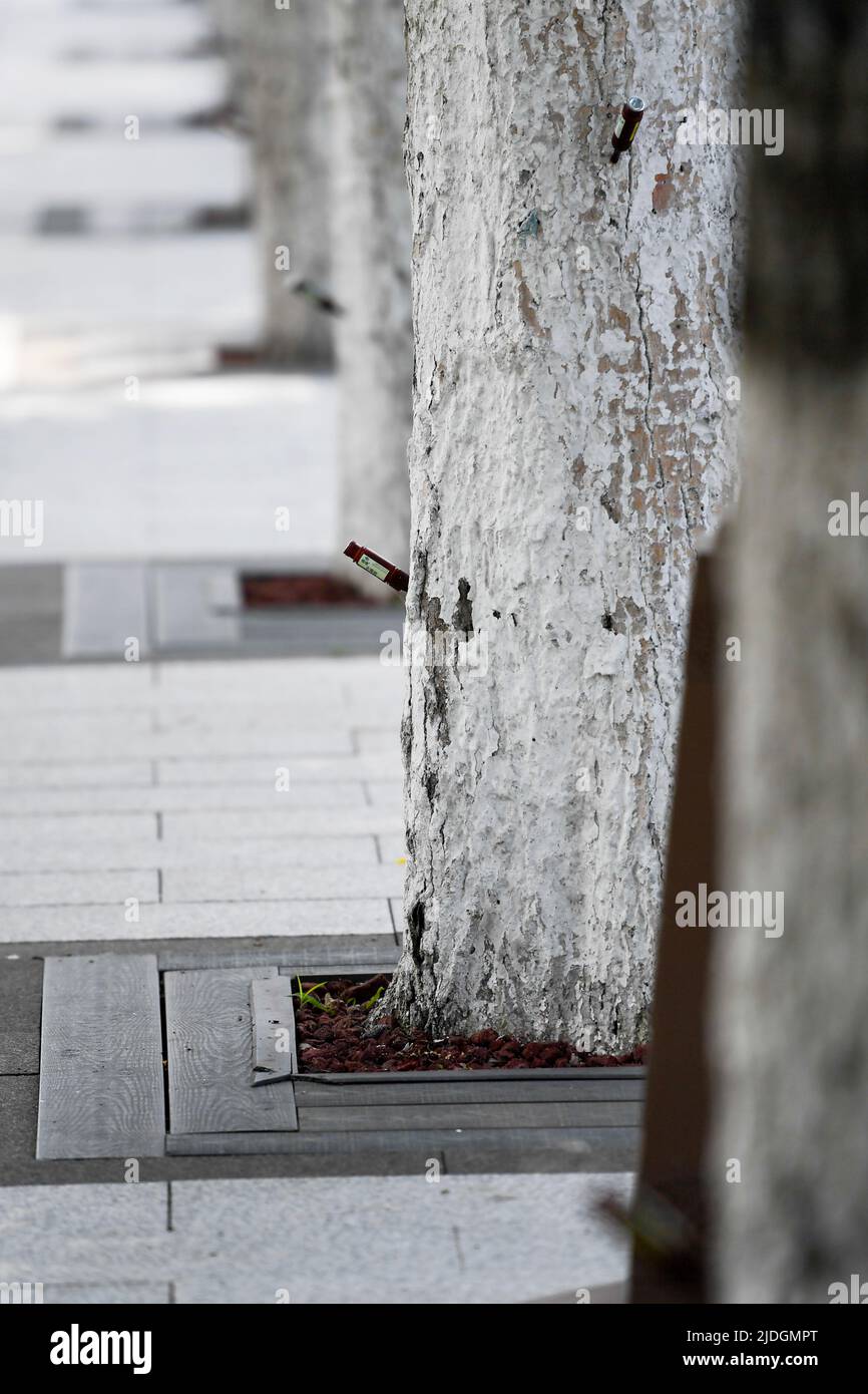 CHANGCHUN, CHINA - 21. JUNI 2022 - Bäume auf beiden Seiten der renmin Avenue im Bezirk Nanguan der Stadt Changchun werden mit „Verhütungsmitteln injecti“ injiziert Stockfoto