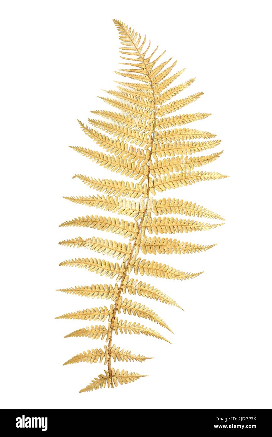 Goldenes Farnblatt Kräuter Design Element isoliert auf weißem Hintergrund. Draufsicht, flach liegend, Kopierbereich. Stockfoto