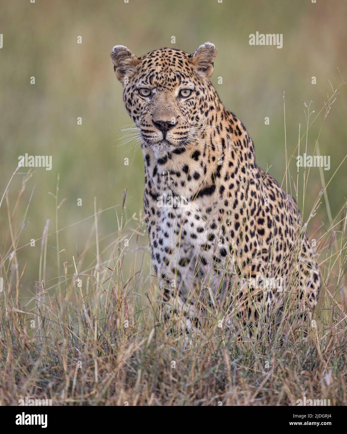 Ein männlicher Leopard in der Sabi Sands Region des Greater Kruger Nationalparks steht auf einem erhöhten Teil der Savanne, der sein Territorium überblickt. Stockfoto