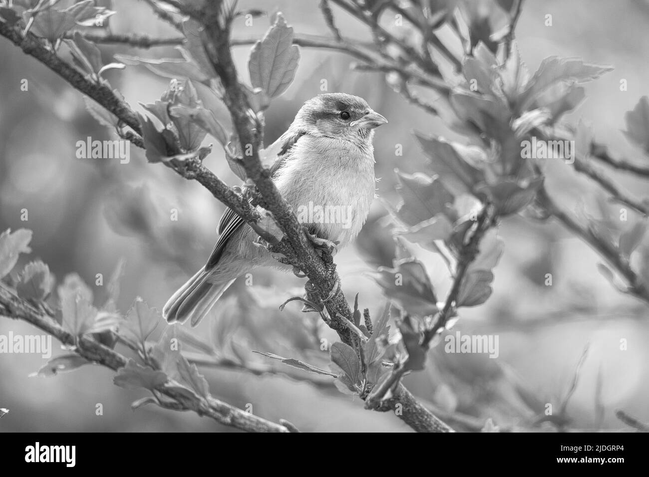 Sperling in schwarz weiß auf einem Ast im Busch mit grünen Blättern im Sommer. Gefährdeter singvögel. Tierfoto aus der Wildnis Stockfoto