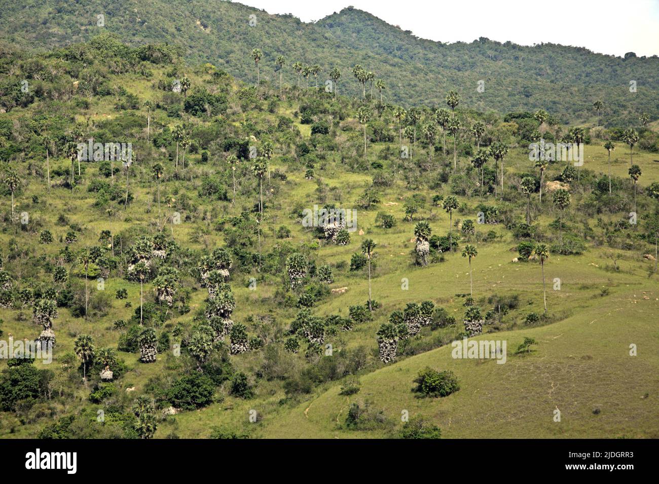 Landschaft der Rinca-Insel, einem Teil des Komodo-Nationalparks in West Manggarai, Ost-Nusa Tenggara, Indonesien. Stockfoto