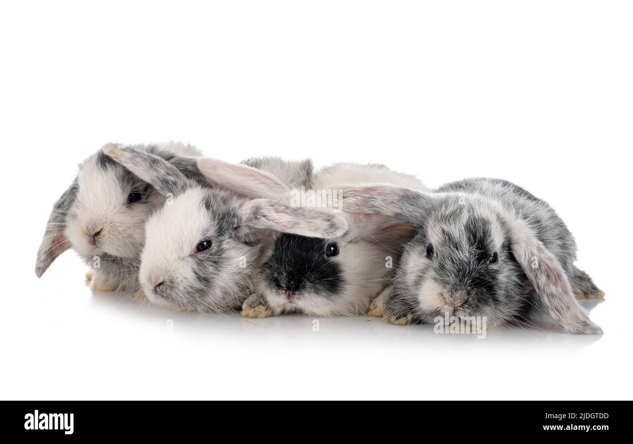 Mini-Lops vor weißem Hintergrund Stockfoto
