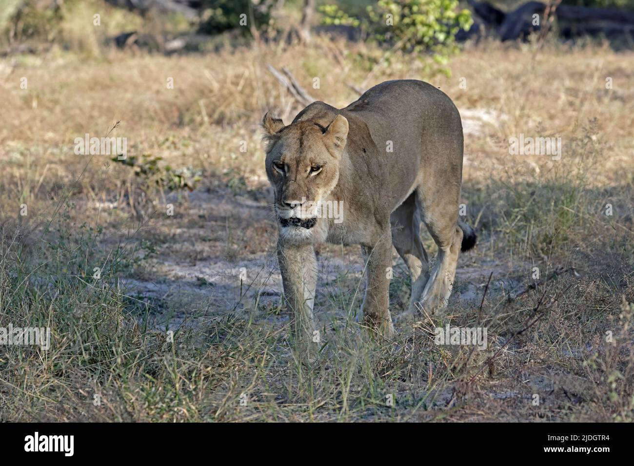 Weibliche Löwen beim Spaziergang in Khwai Botswana Stockfoto