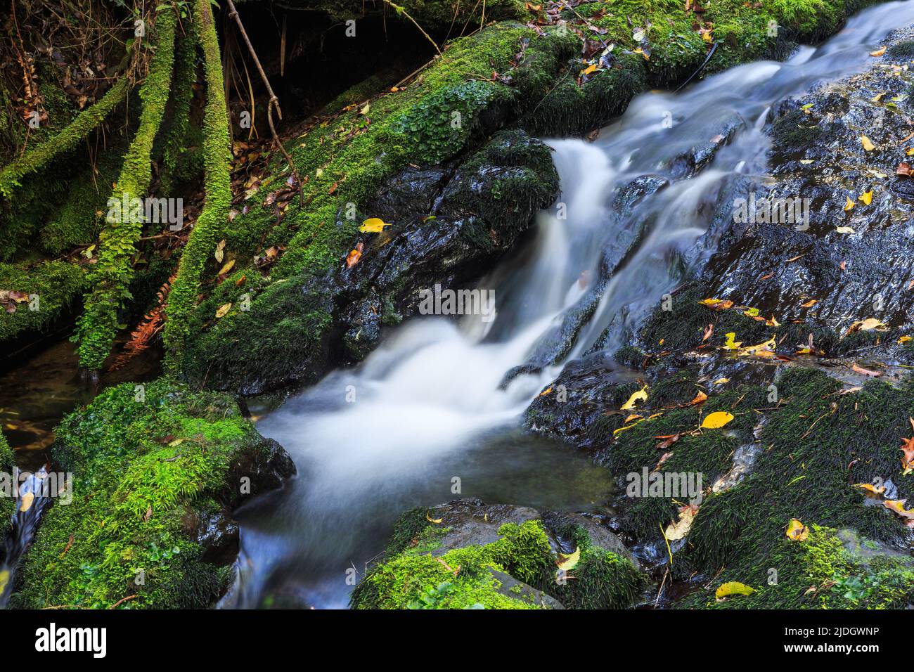 Ein kleiner, feiner Bach stürzt über moosige Felsen im neuseeländischen Wald Stockfoto