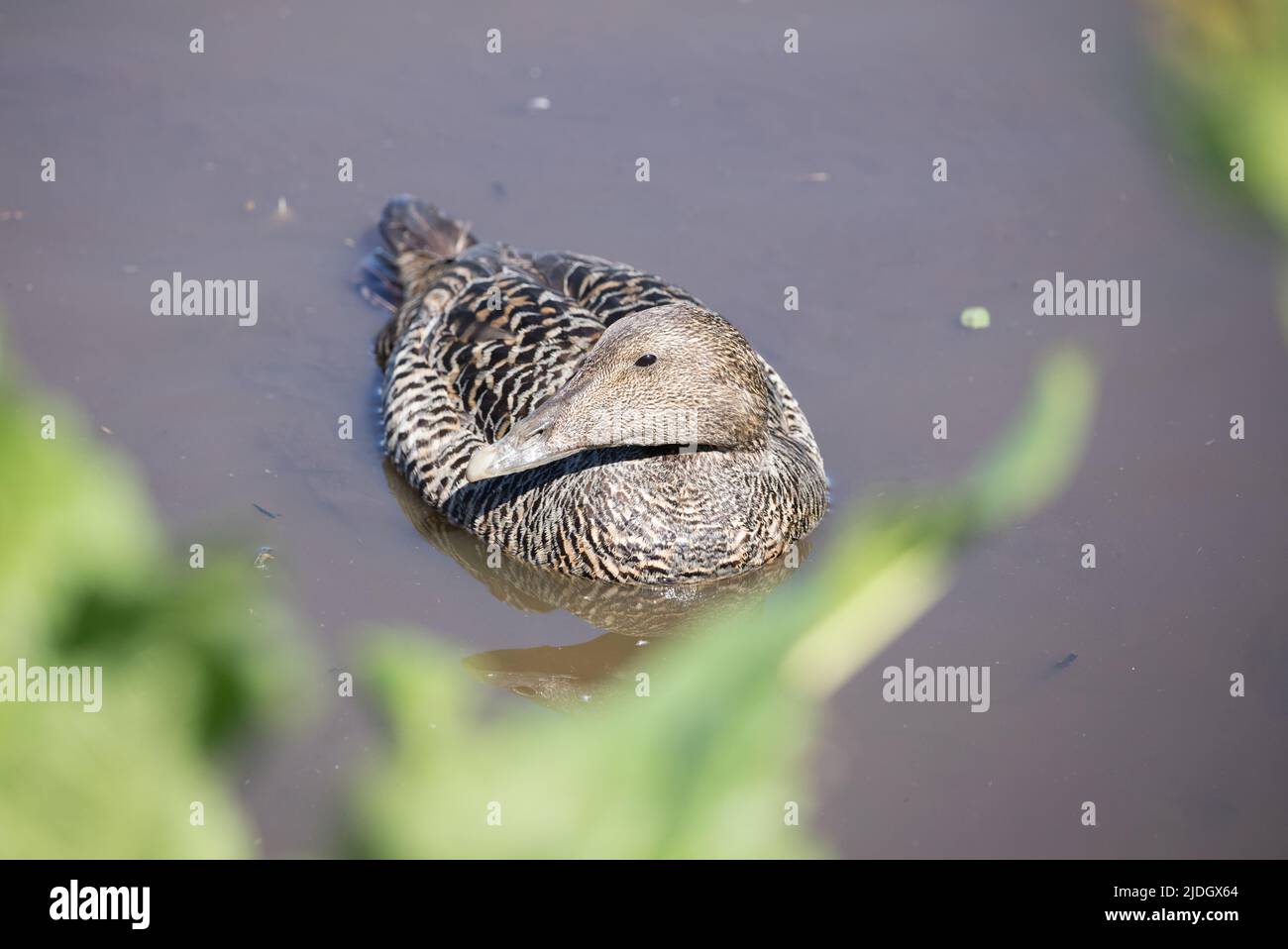 Weibliche Eiderente, Inner Farne, Northumberland Stockfoto