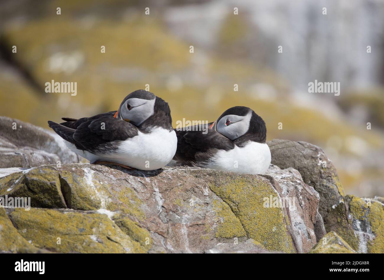 Papageientaucher auf den Farne Islands, Northumberland Stockfoto