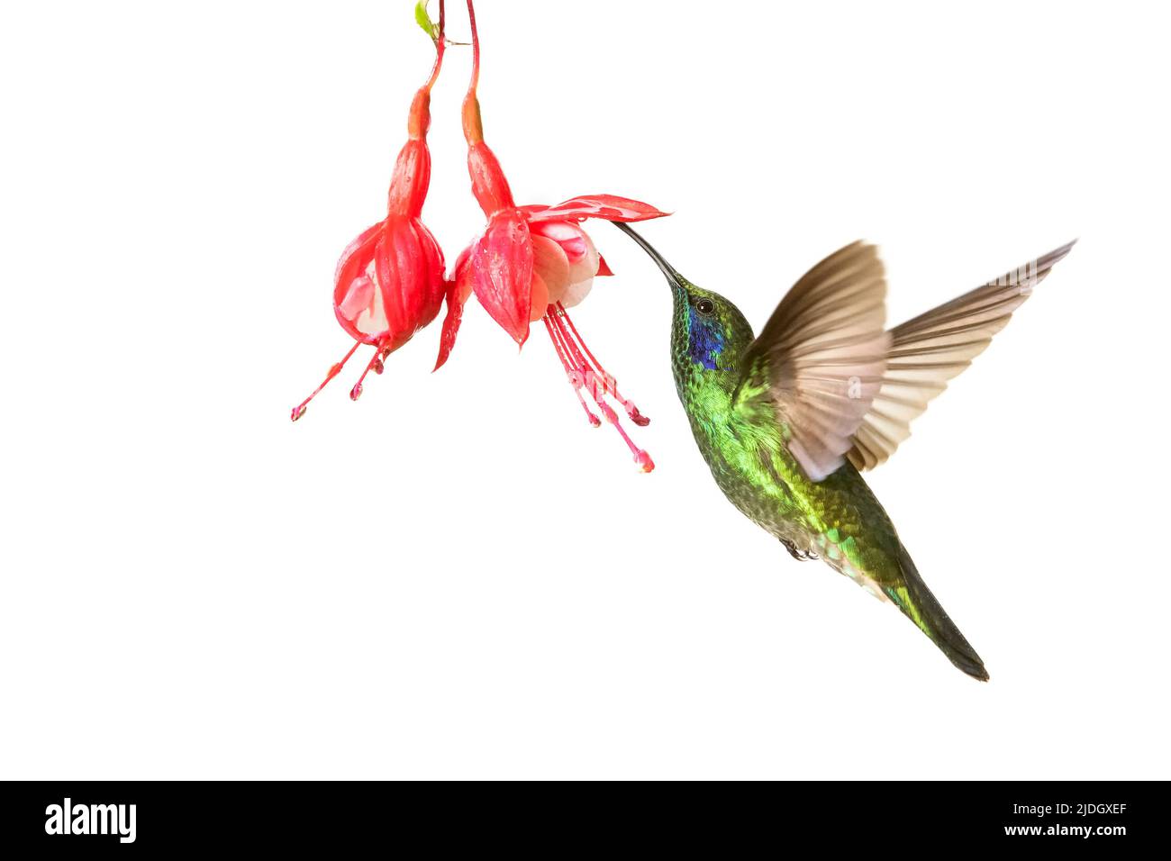 Grüne Veilchenschnecke (Colibri thalassinus), die auf der Blüte schwebt, während sie sich auf Nektar mit weißem Hintergrund ernährt, San Gerardo de Dota, Costa Rica. Stockfoto