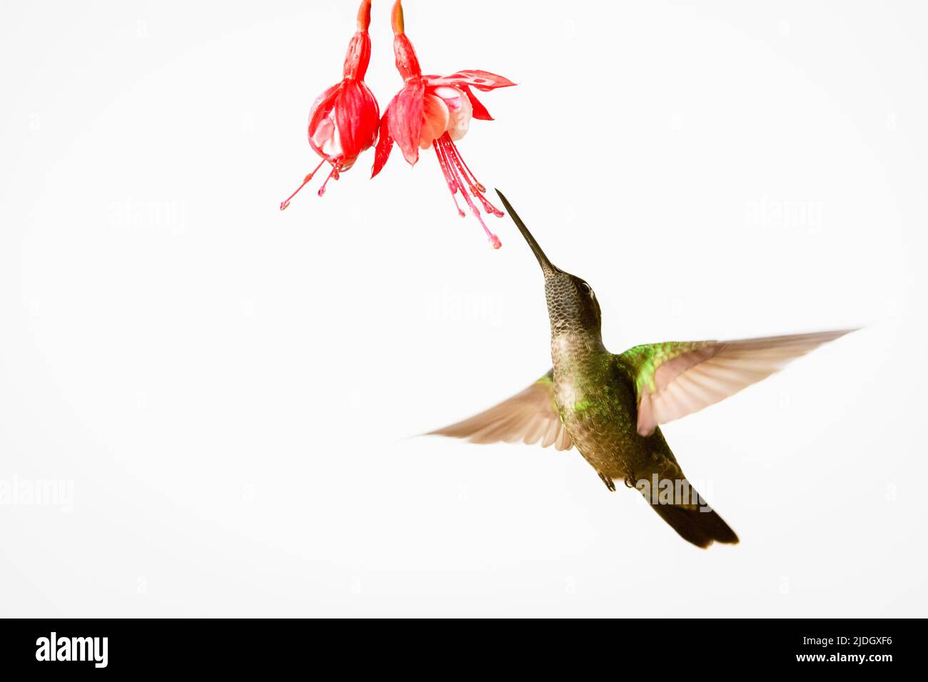 Prachtvoller Kolibri (Eugenes fulgens), der auf der Blüte schwebt, während er sich auf Nektar mit weißem Hintergrund ernährt, San Gerardo de Dota, Costa Rica. Stockfoto