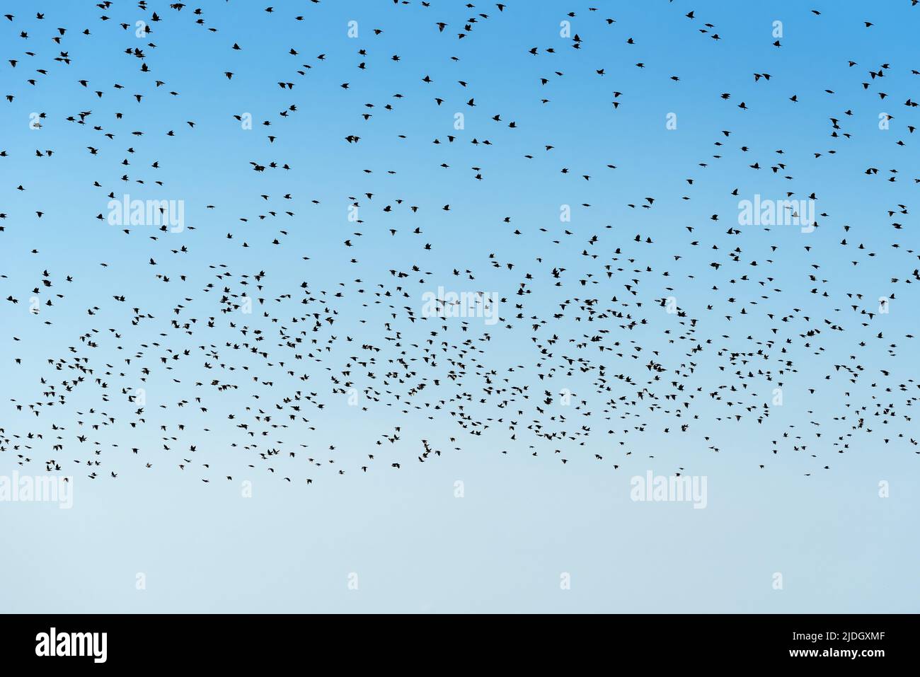Schar von Sternvögeln schwärmen am Himmel, große Gruppe von Tieren als natürliches Muster Stockfoto