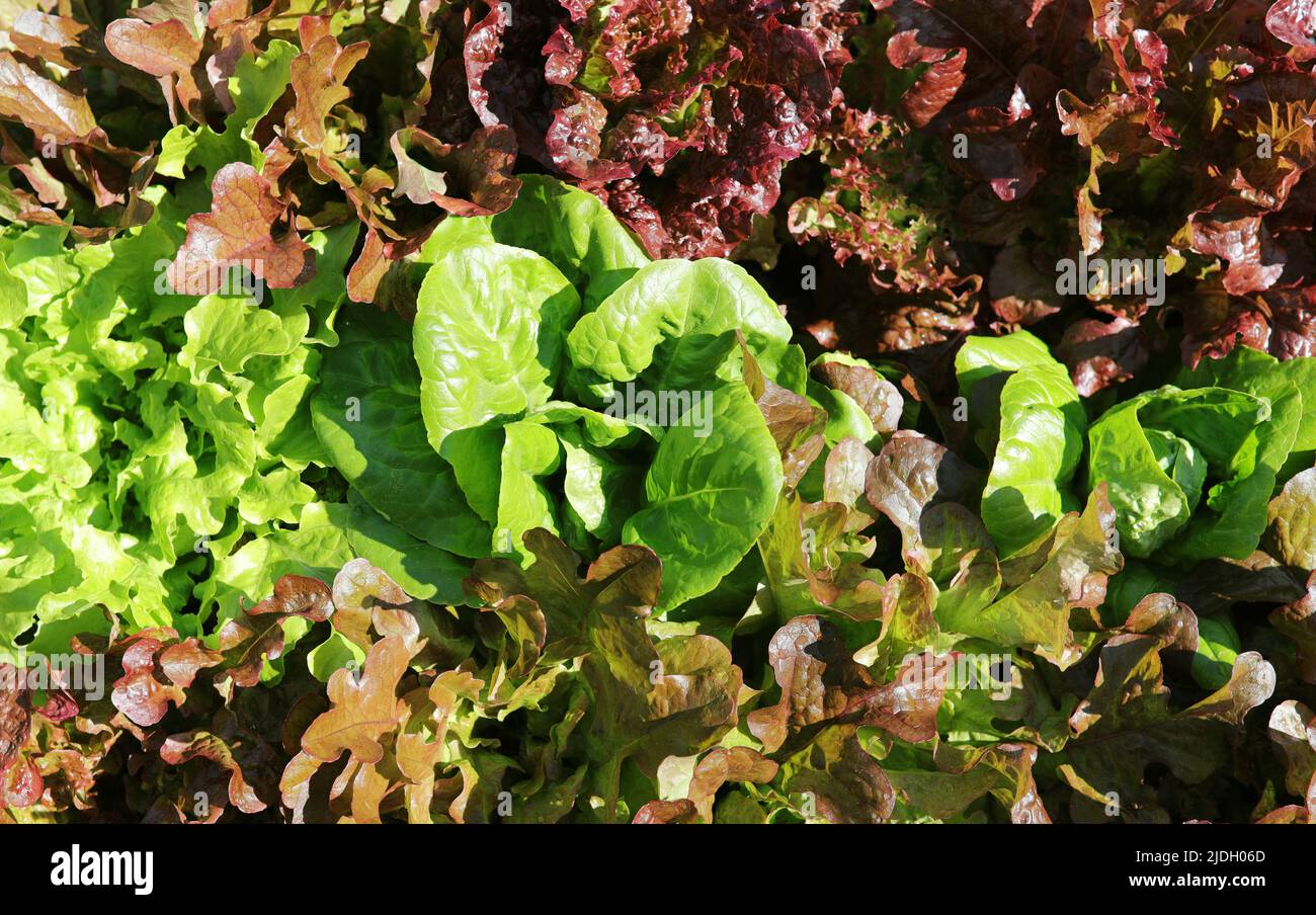 Knackiger Bio-Salat mit verschiedenen Farben und Sorten. Stockfoto