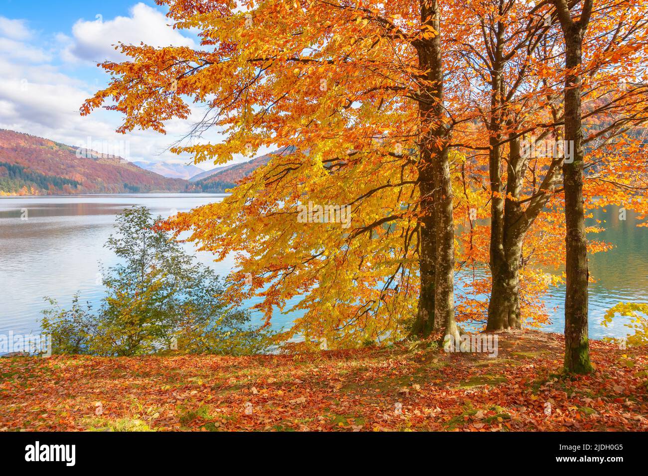 Bäume am Ufer eines Sees. Sonniger Herbstnachmittag. Wunderschöne Landschaft in den Bergen. Himmel mit flauschigen Wolken Stockfoto