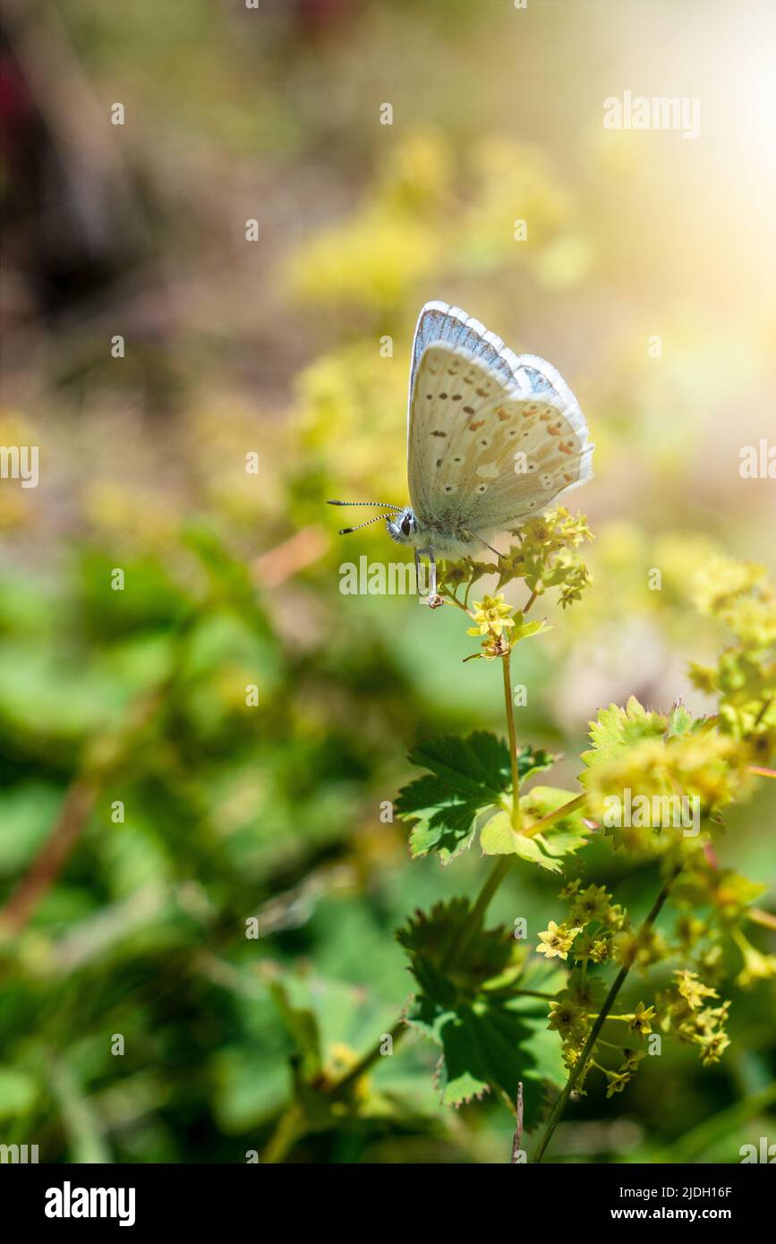 Schmetterling in der wilden Natur, der sich auf einer grünen Pflanze ernährt. Schönes Naturkonzept. Hochwertige Fotos Stockfoto