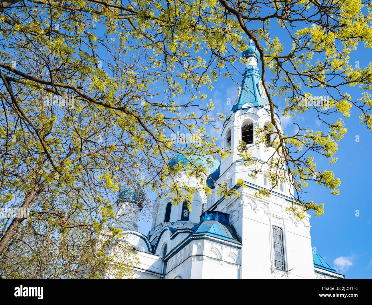 Blühender Baum und Fürbitte Kathedrale in Gatchina Stadt im Hintergrund, Russland am sonnigen Frühlingstag Stockfoto