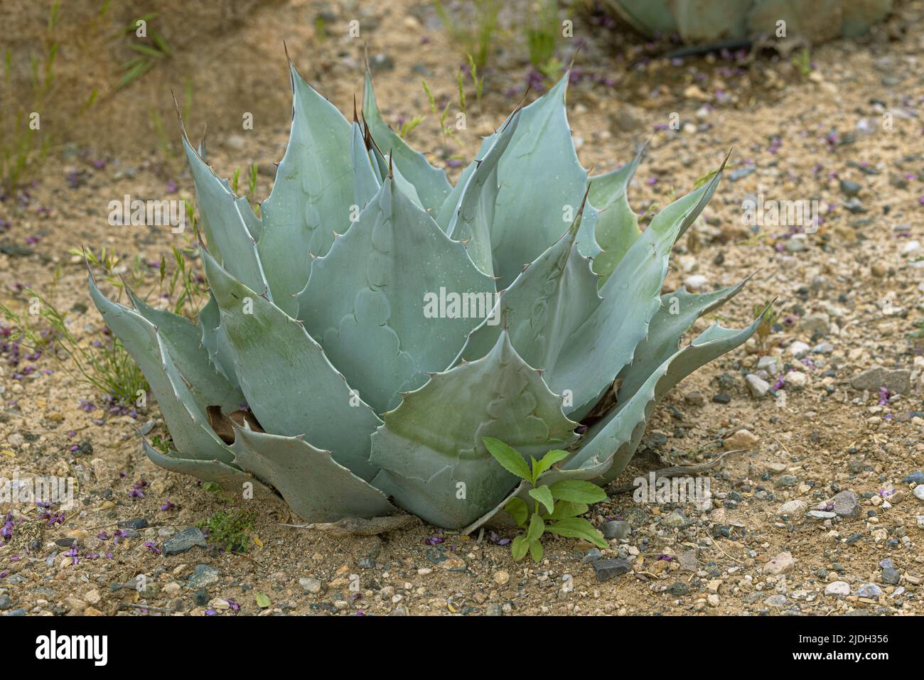 Walzunge Agave (Agave ovatifolia), in der Wüste, USA, Arizona Stockfoto