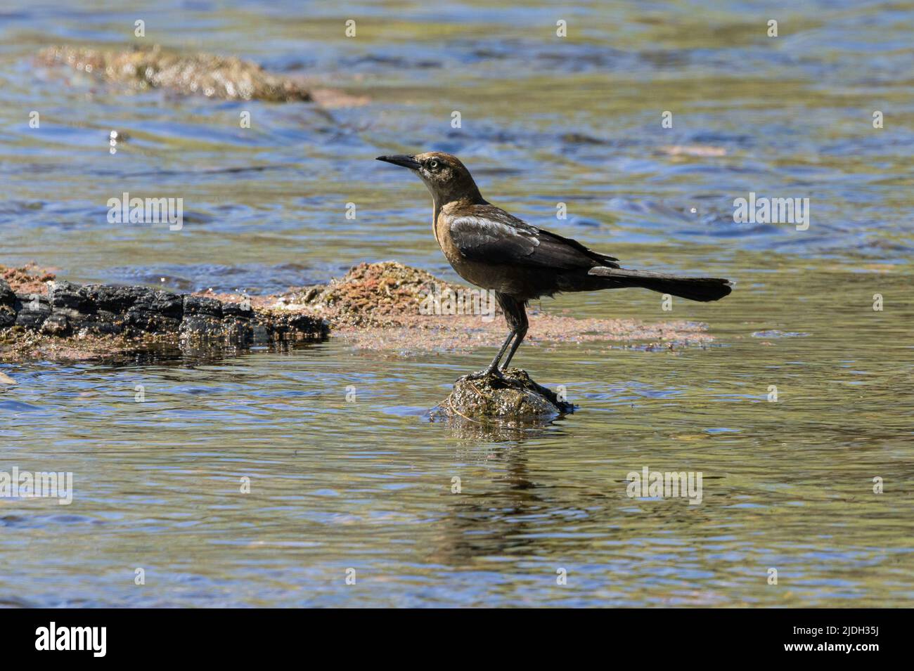 Gemeiner Grackel (Quiscalus quiscula), juvenil, Foranging am Fluss, USA, Arizona, Salt River Stockfoto