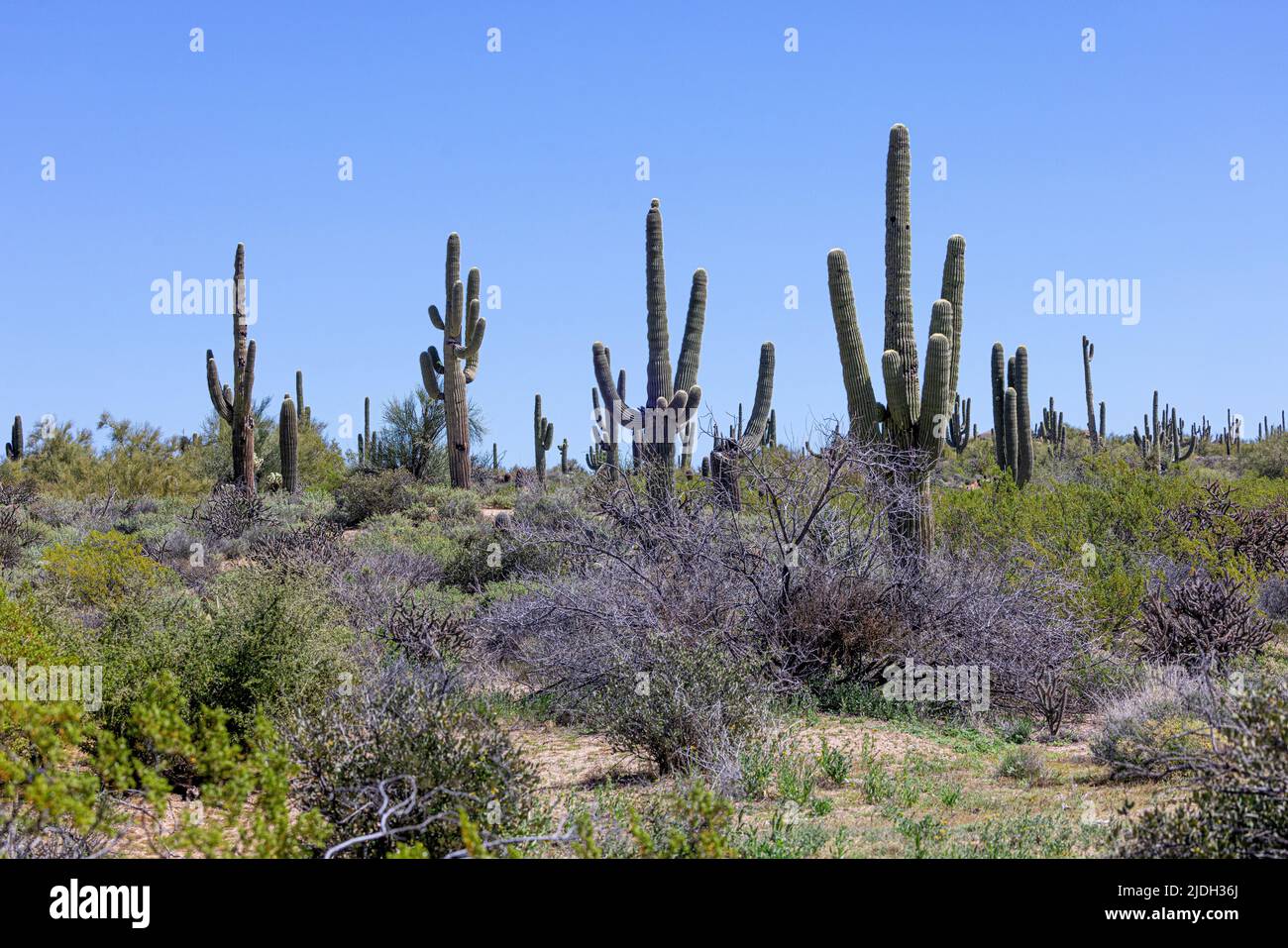 saguaro Kaktus (Carnegiea gigantea, Cereus giganteus), mehrere saguaro Kakteen in der Sonora Wüste, USA, Arizona, Sonoran Stockfoto