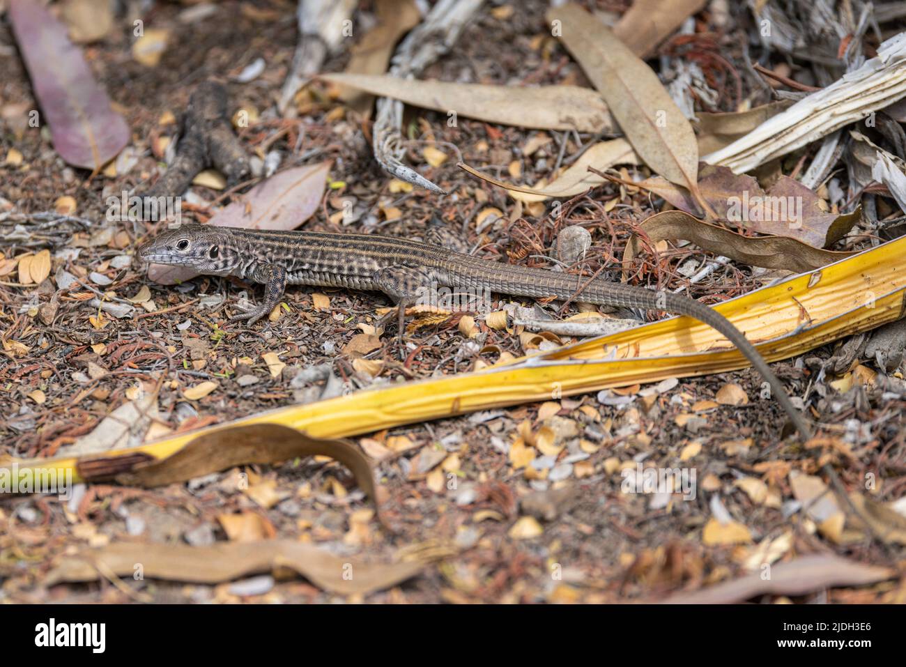 Sonora-Schreihals (vgl. Cnemidophorus sonorae), in seinem Lebensraum, USA, Arizona Stockfoto