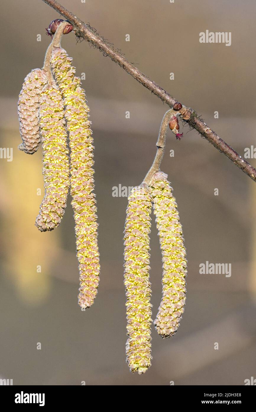 Hasel (Corylus avellana), weibliche und männliche Blüten, Deutschland, Bayern, Isental Stockfoto